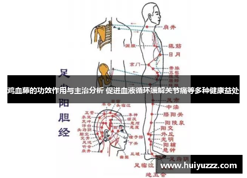 鸡血藤的功效作用与主治分析 促进血液循环缓解关节痛等多种健康益处